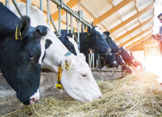 Top-10-Benefits-of-Balanced-Nutrition-in-Cattle-Feed.jpeg2_